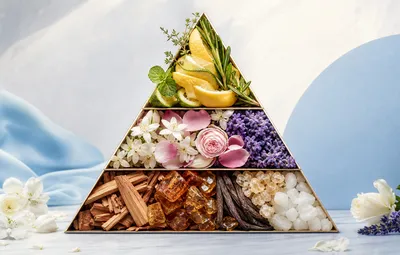Perfume bottles illustrating different fragrance concentrations from Eau de Toilette to Extrait